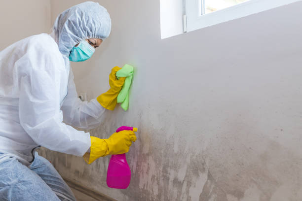 Reliable Arlington, MN Mold Removal Services Solutions